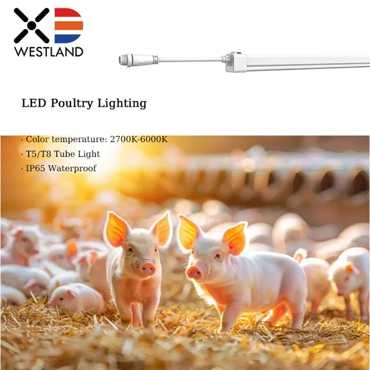 روشنایی مرغ LED برای دام های مختلف